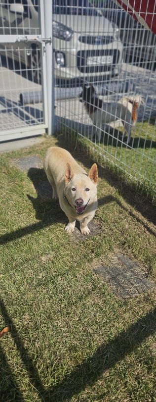 보호중 믹스견의 가…