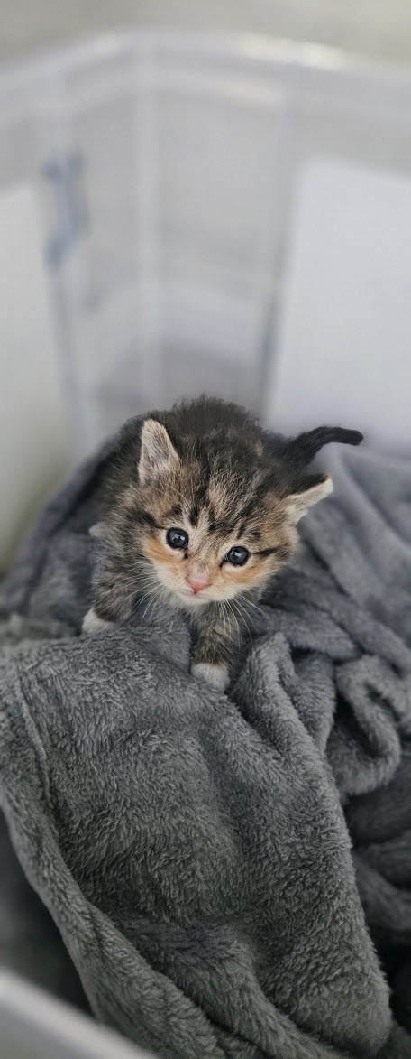 보호중 한국 고양이…