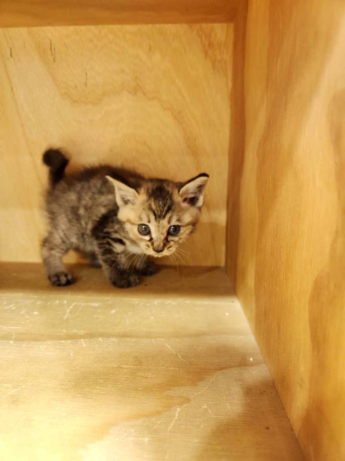 보호중 한국 고양이…