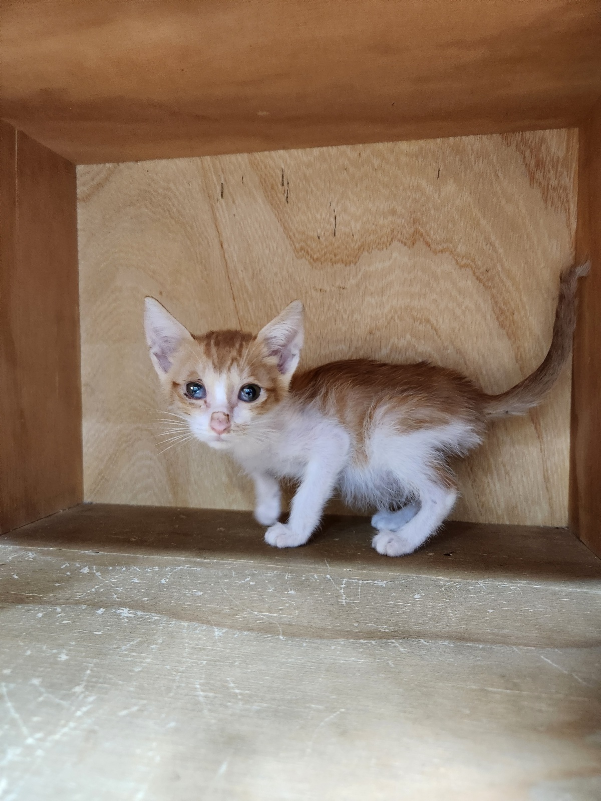 보호중 한국 고양이…