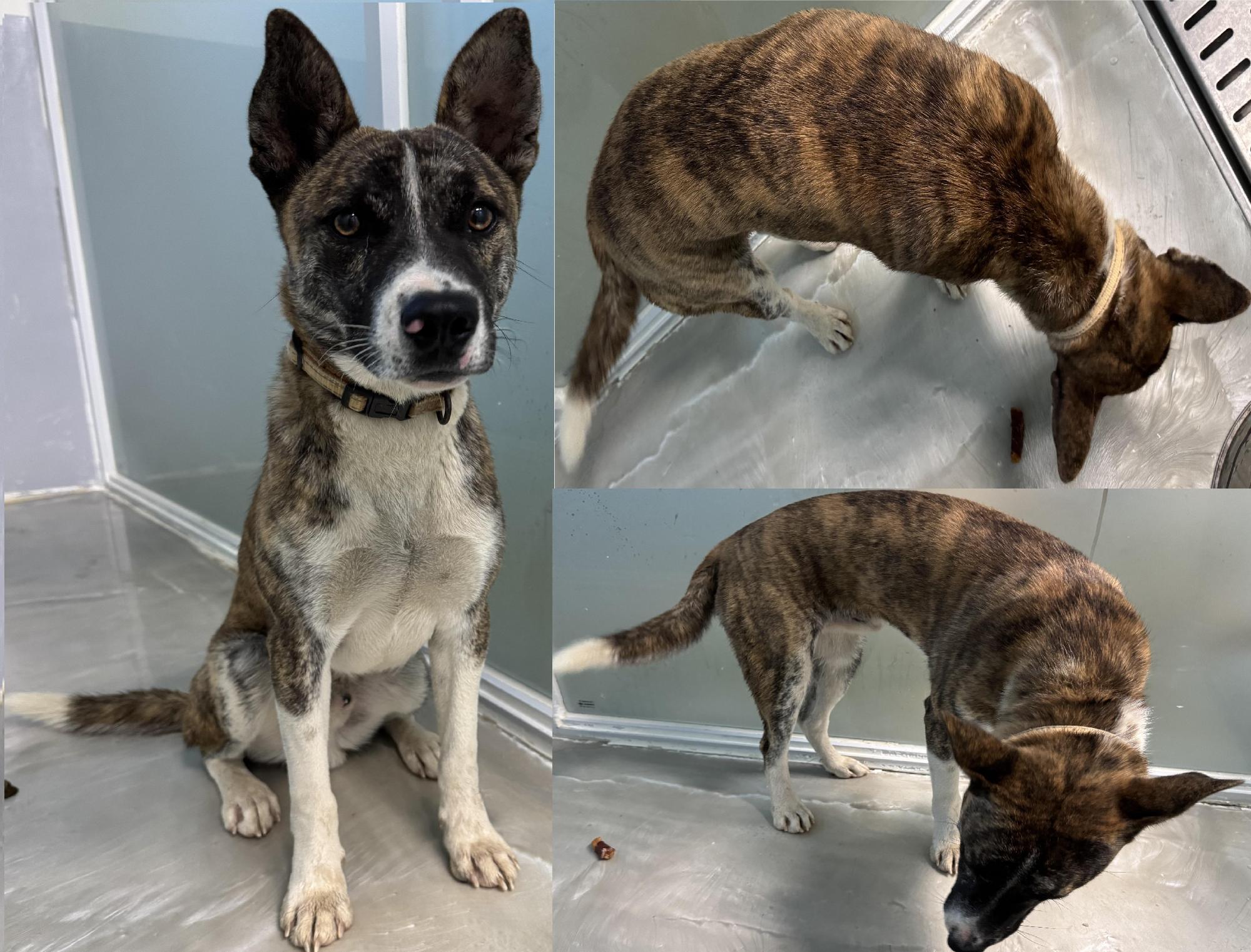 서산시 동물보호센터_444453202501306