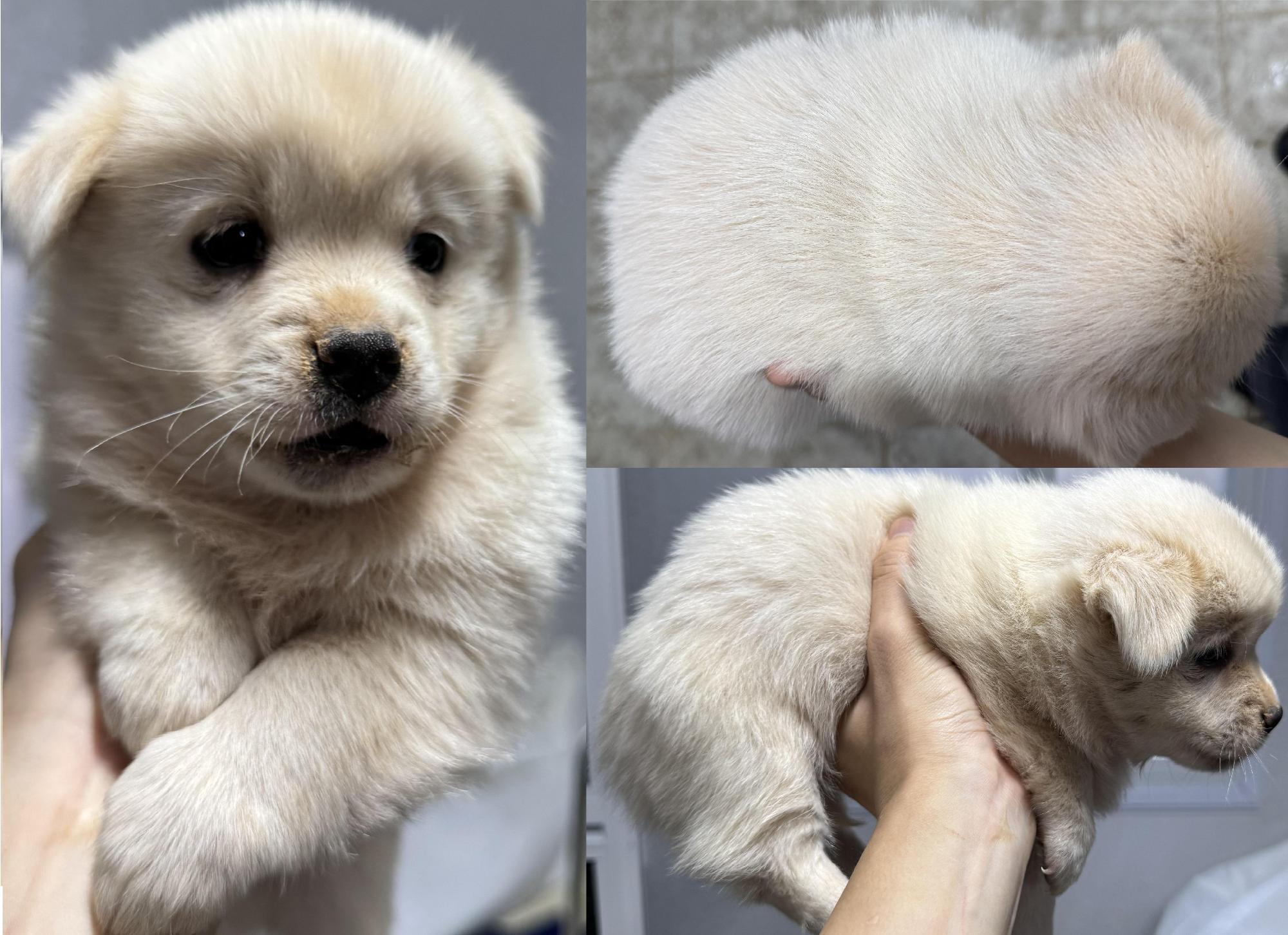 종료(입양) 믹스견…