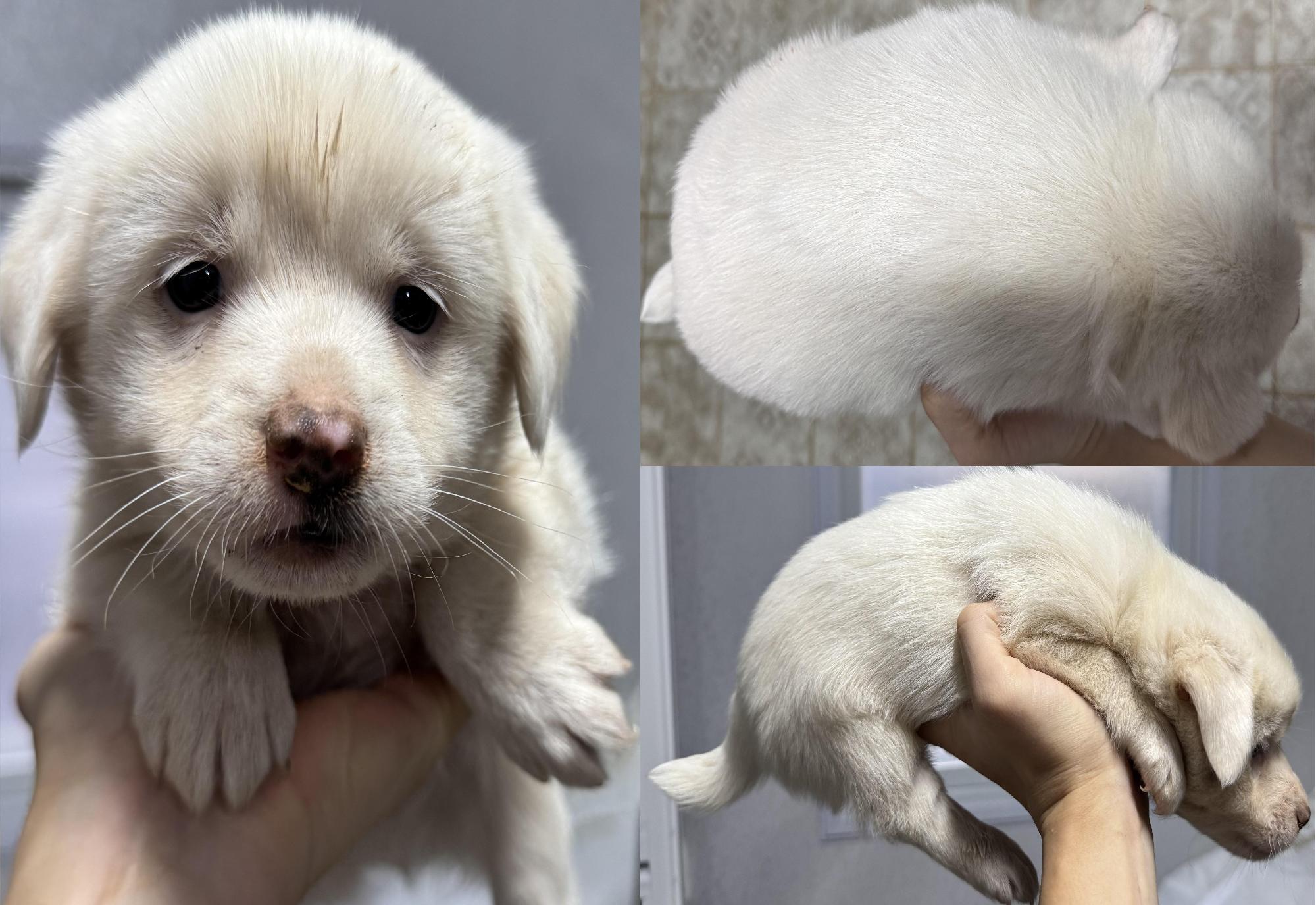 보호중 믹스견의 가…