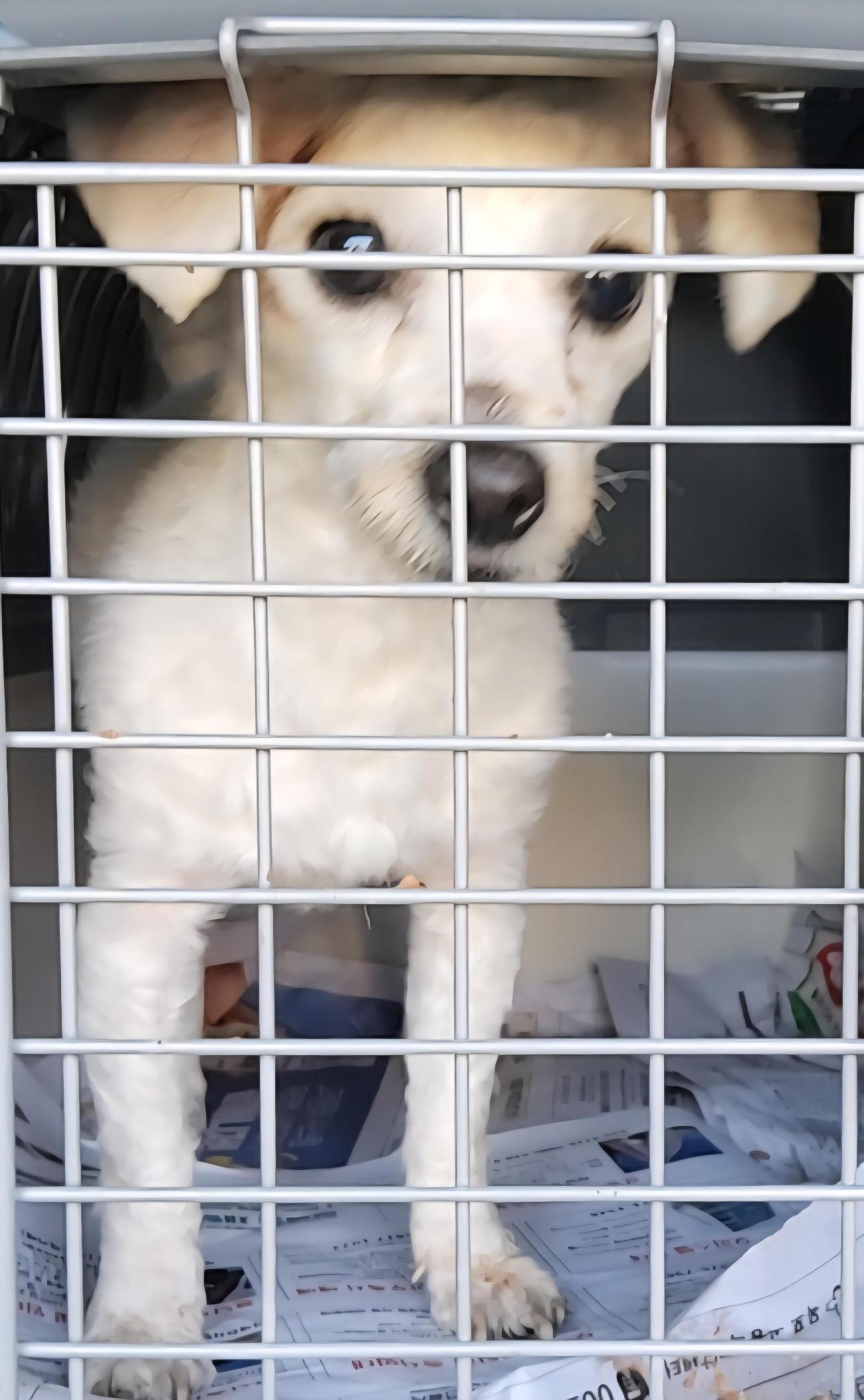 목포시유기동물보호소_446480202501436