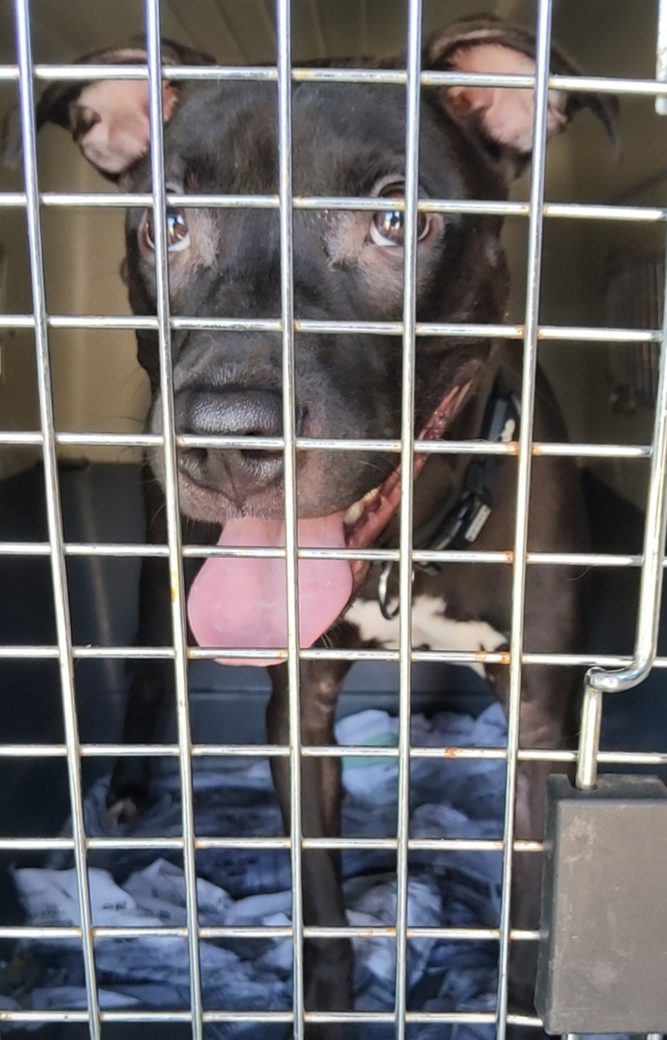 목포시유기동물보호소_446480202501435