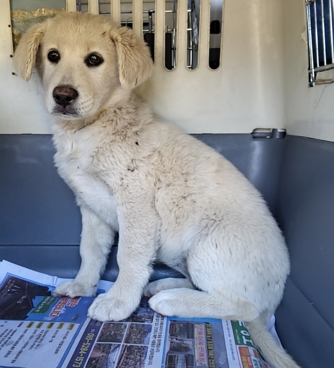 목포시유기동물보호소_446480202501433