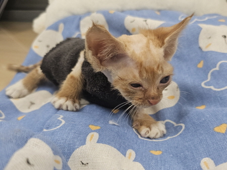 원주시동물보호센터_442419202500804