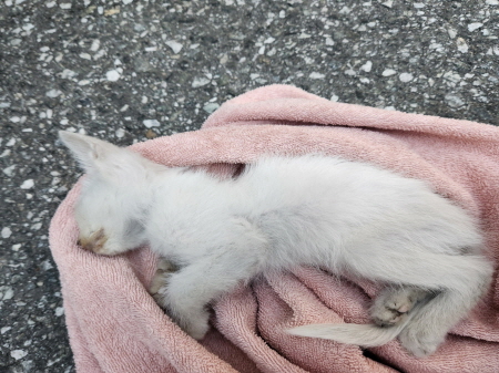 종료(자연사) 한국…