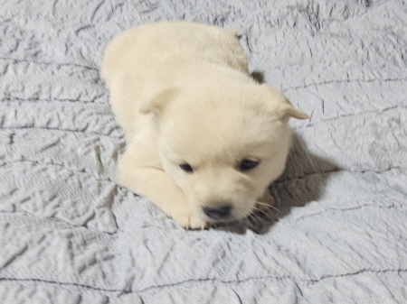 원주시동물보호센터_442419202500805