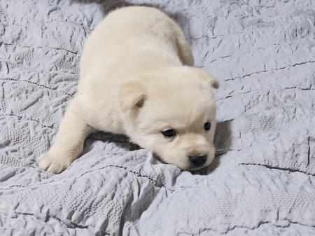 원주시동물보호센터_442419202500807