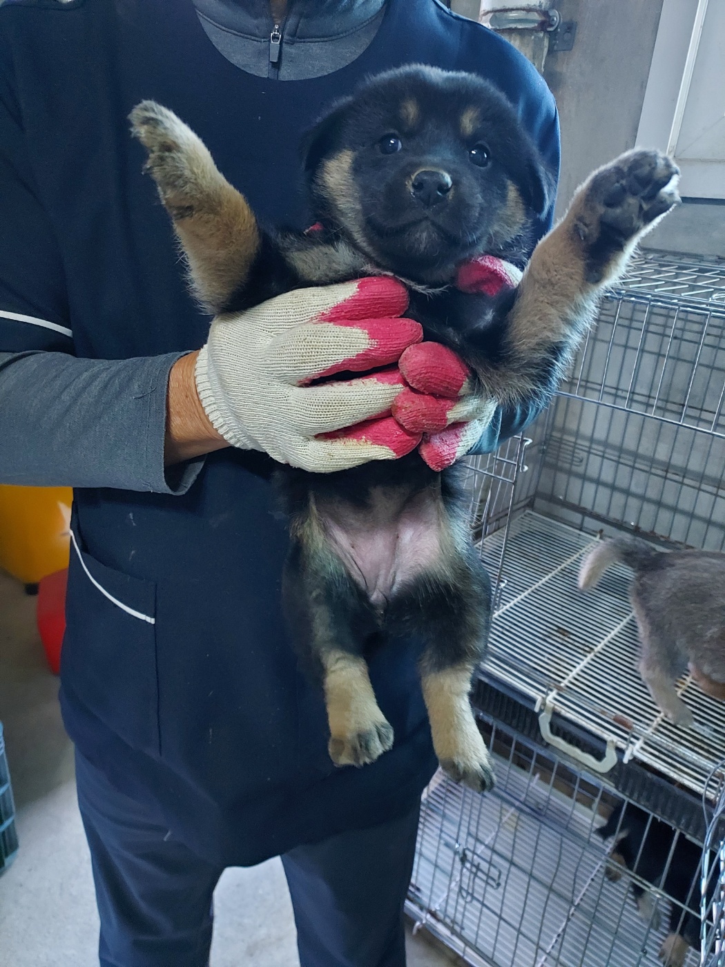 인월동물병원_445470202500977