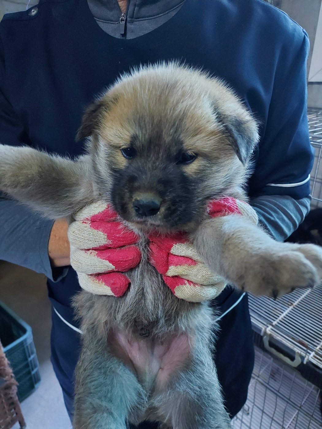 인월동물병원_445470202500976