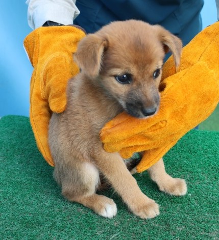 종료(자연사) 믹스…