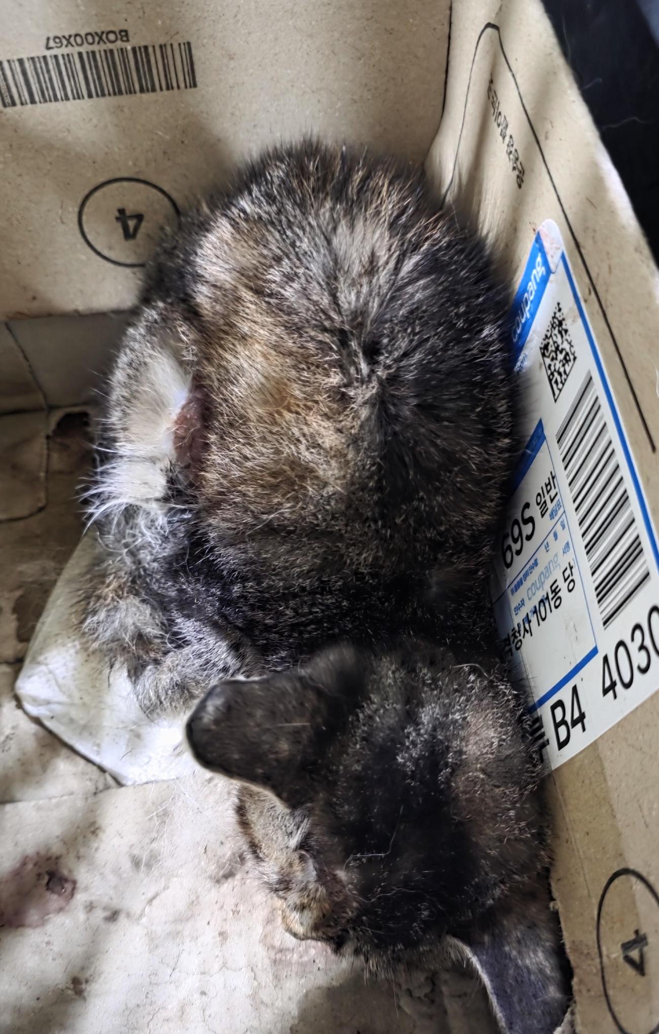 대구유기동물보호협회_427345202500652