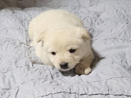 원주시동물보호센터_442419202500808