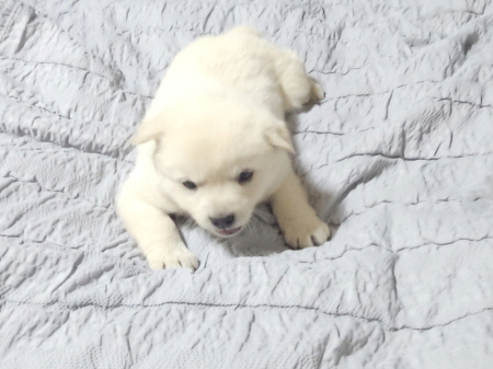 보호중 믹스견의 가…