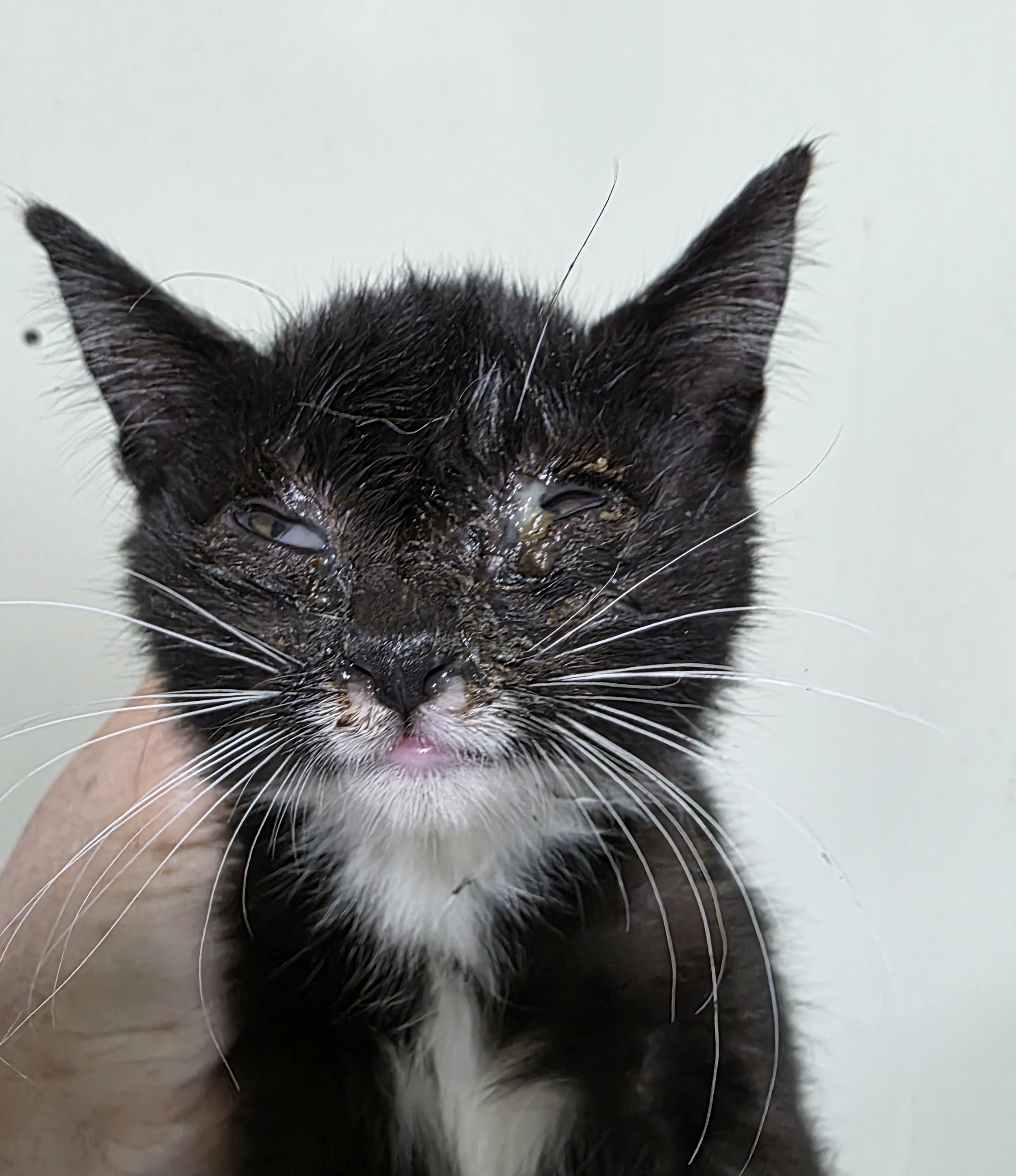 대구유기동물보호센터_427342202500830