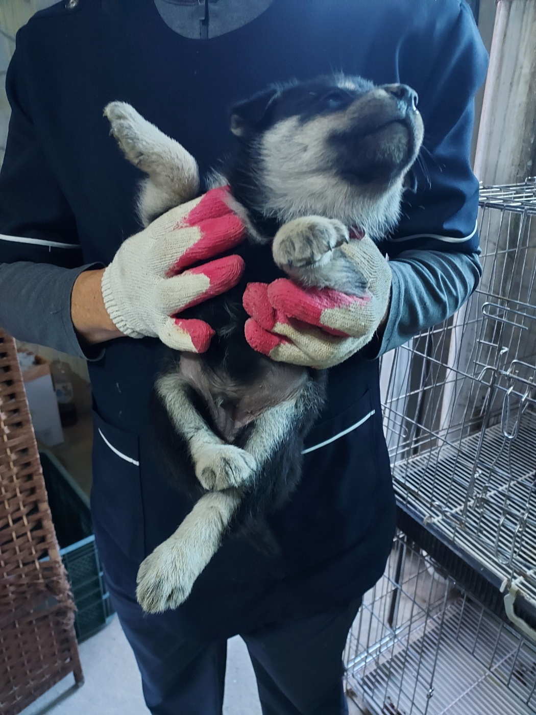 인월동물병원_445470202500978