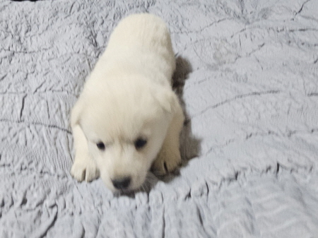 원주시동물보호센터_442419202500806