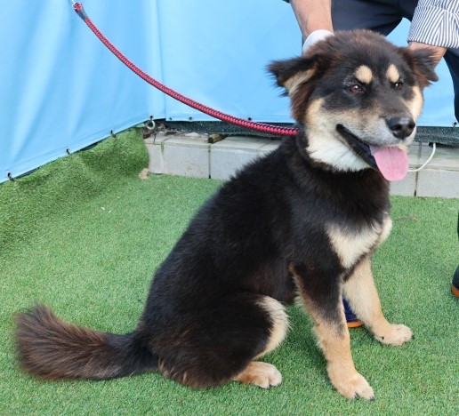 종료(반환) 믹스견…