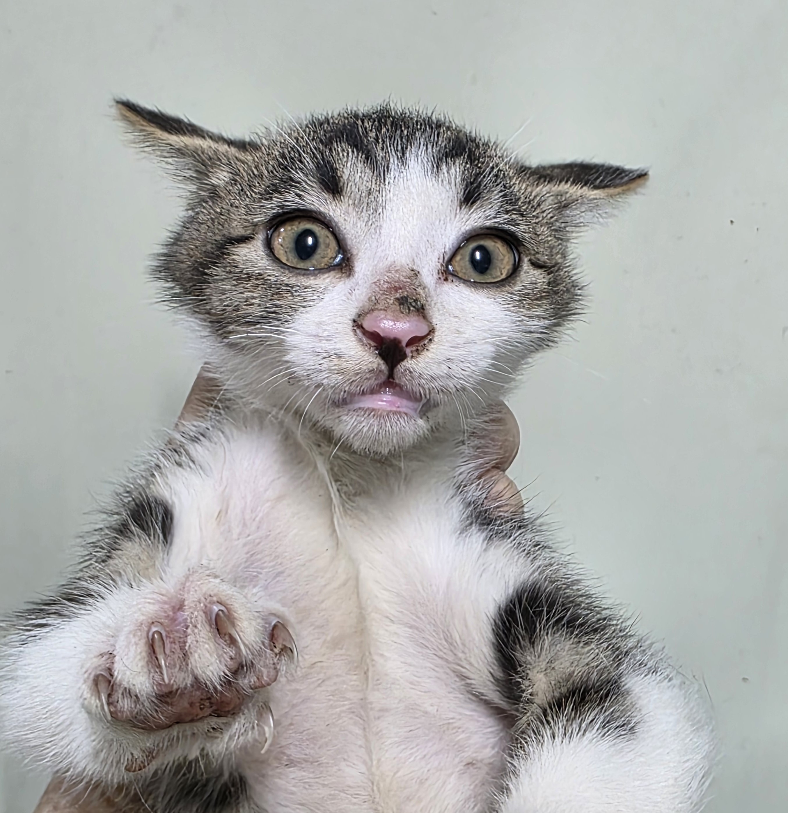 종료(입양) 한국 …