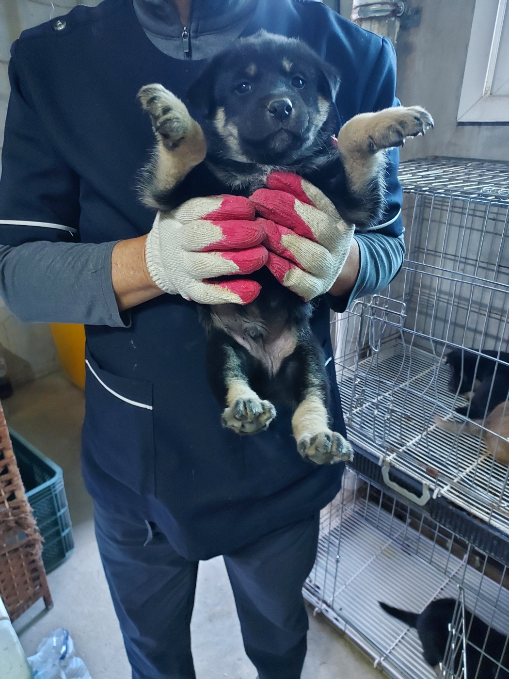 보호중 믹스견의 가…