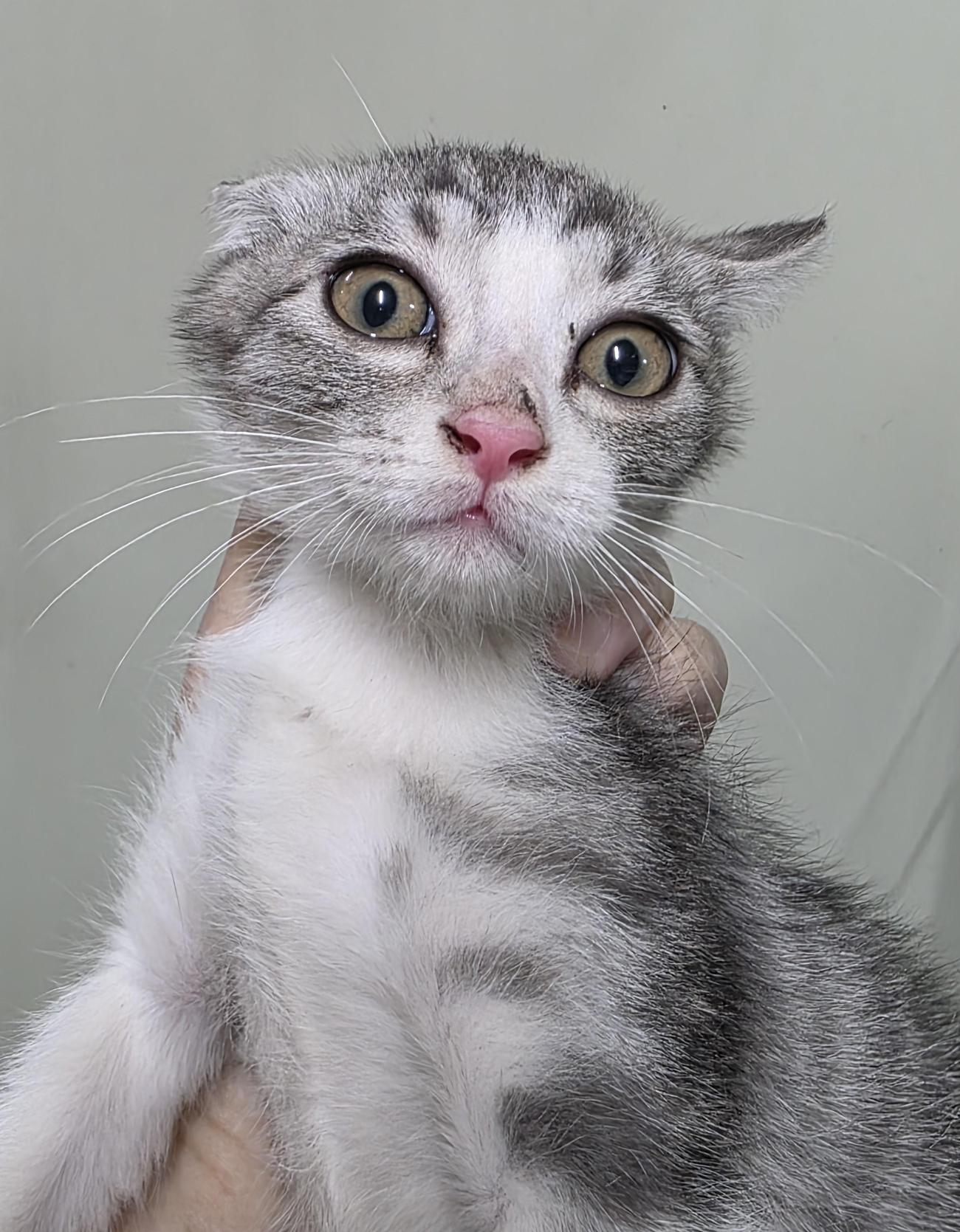 종료(입양) 한국 …