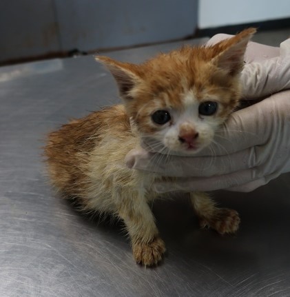 종료(자연사) 한국…