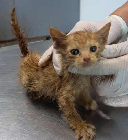 제주 동물보호센터_450650202502875