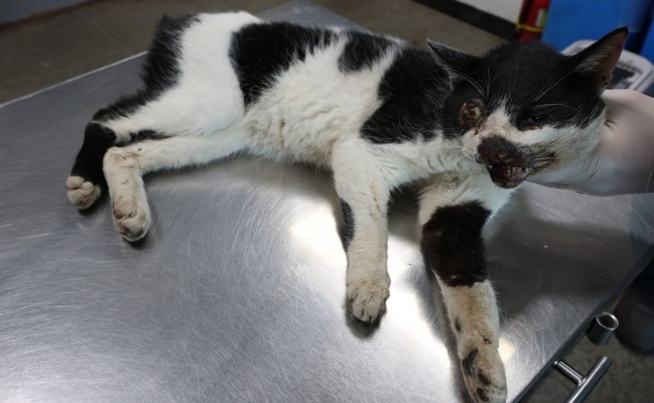 제주 동물보호센터_450650202502876