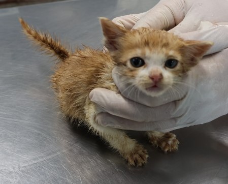 보호중 한국 고양이…