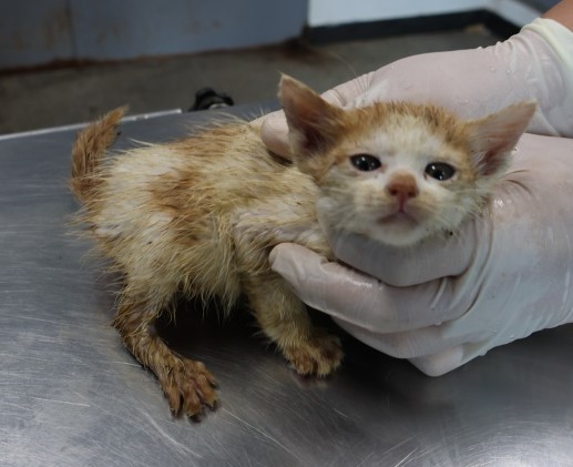 종료(자연사) 한국…