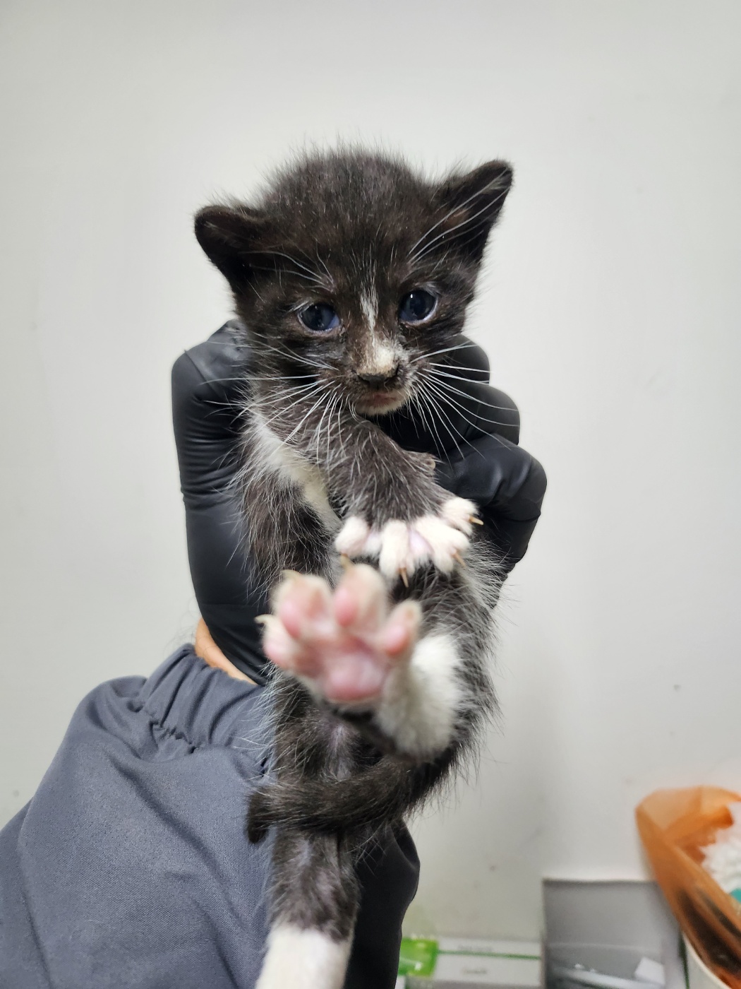 종료(기증) 한국 …