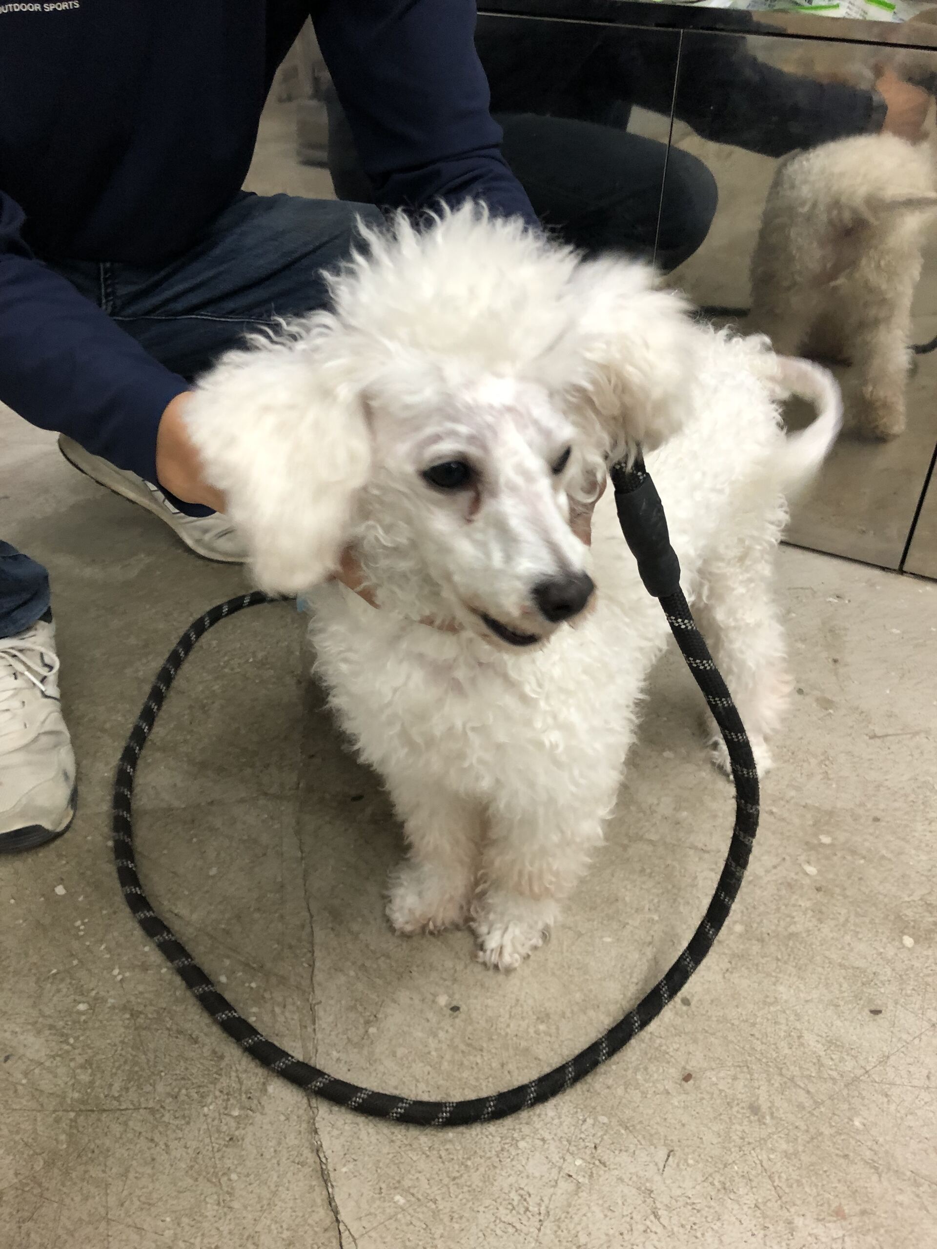 디디동물병원_428357202501438