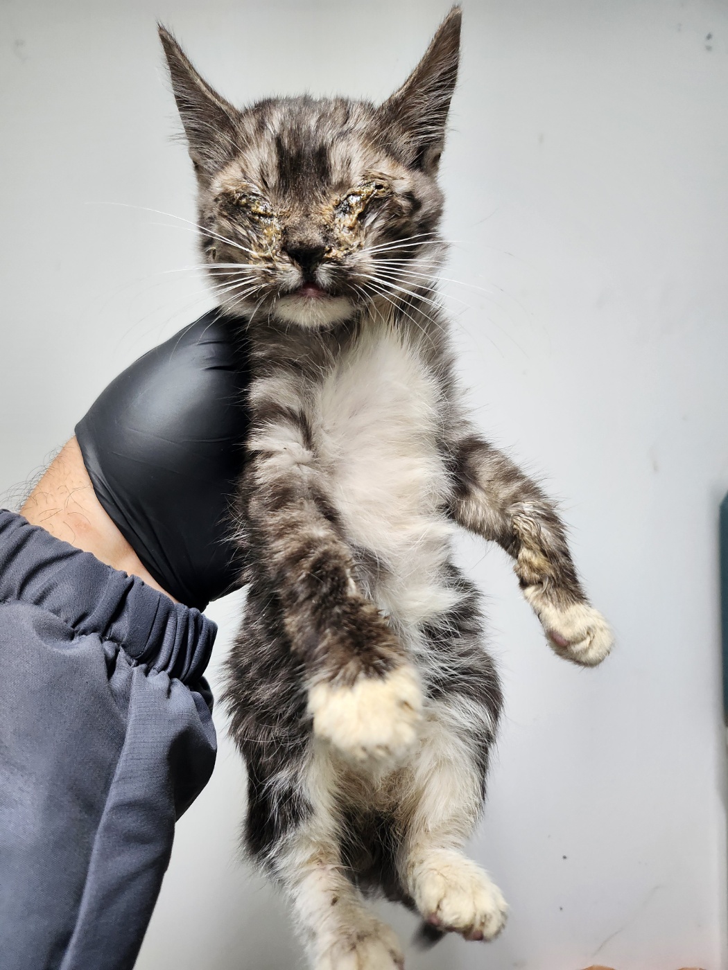 종료(자연사) 한국…