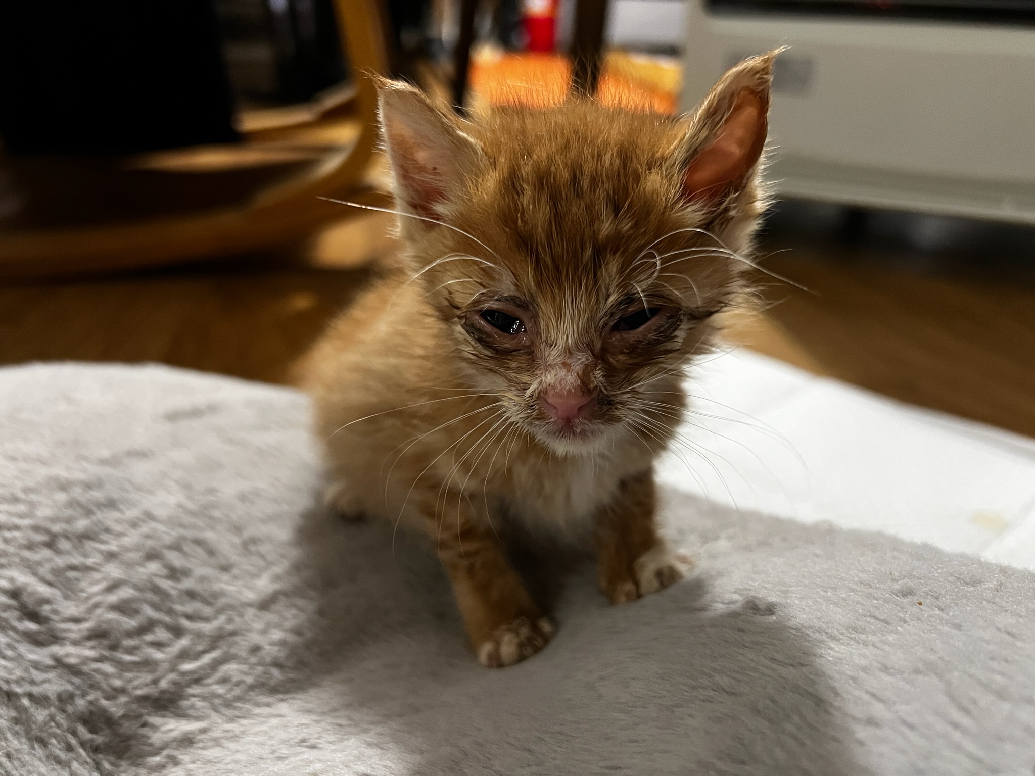 강릉시 동물사랑센터_442420202500613