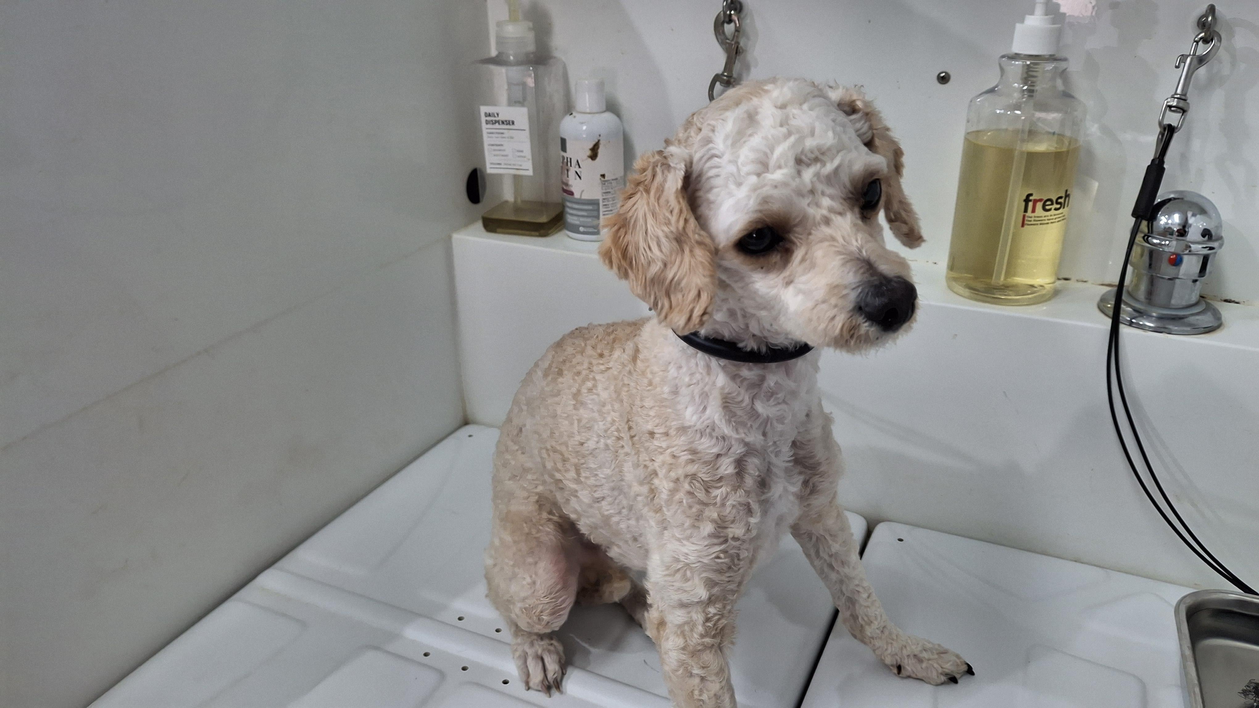 종료(입양) 푸들의…