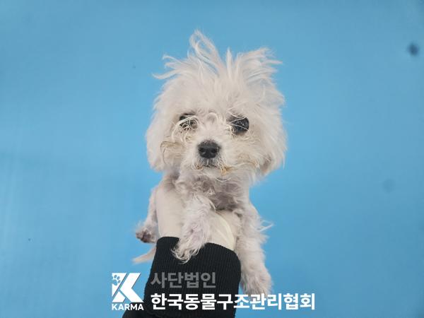 종료(자연사) 말티…