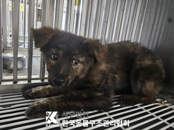 한국동물구조관리협회_441409202501519