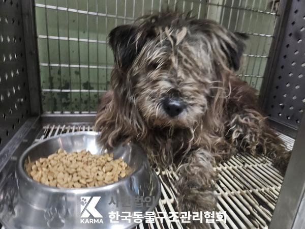 보호중 믹스견의 가…