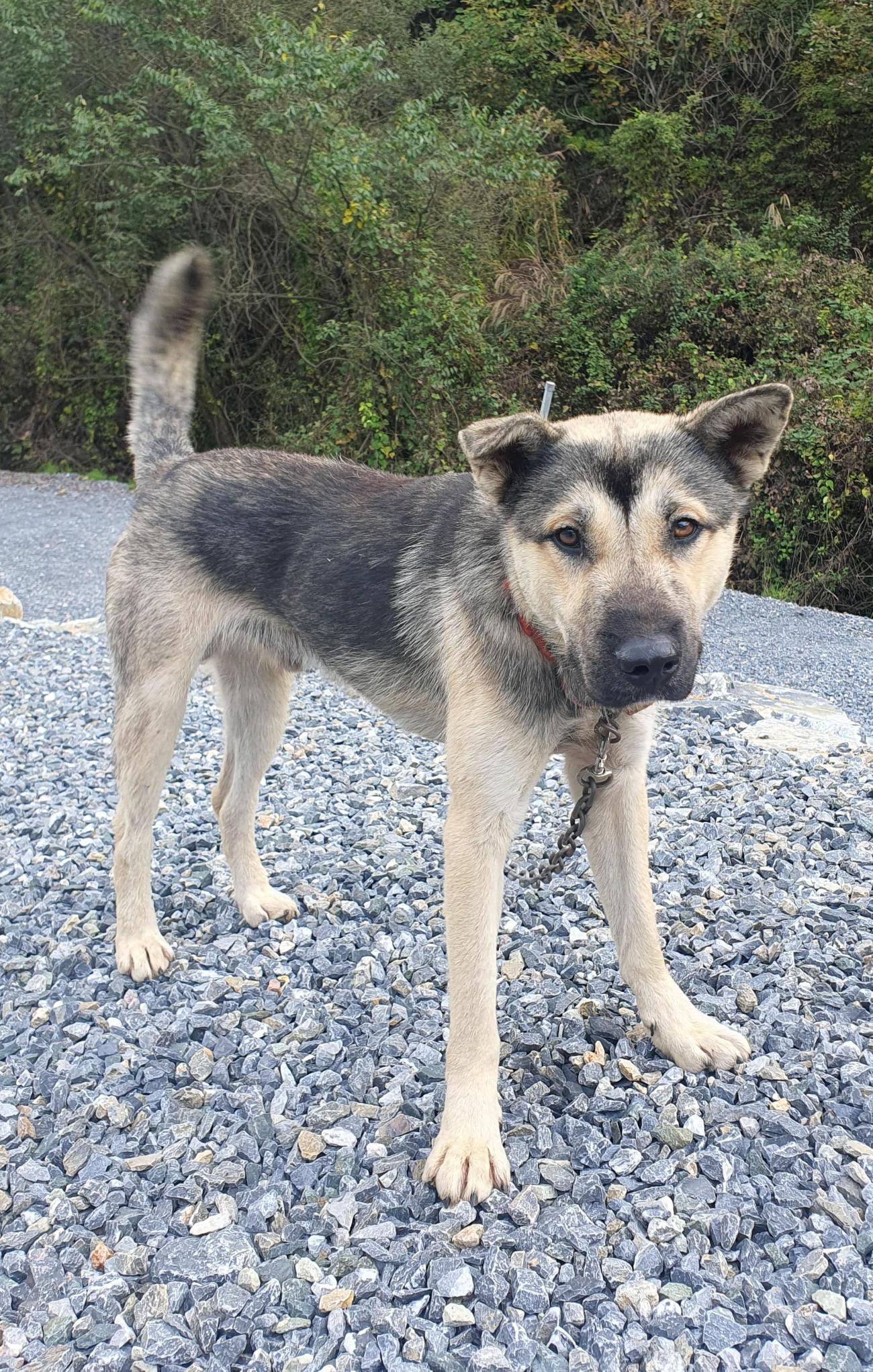 단양군동물보호센터_443448202500043