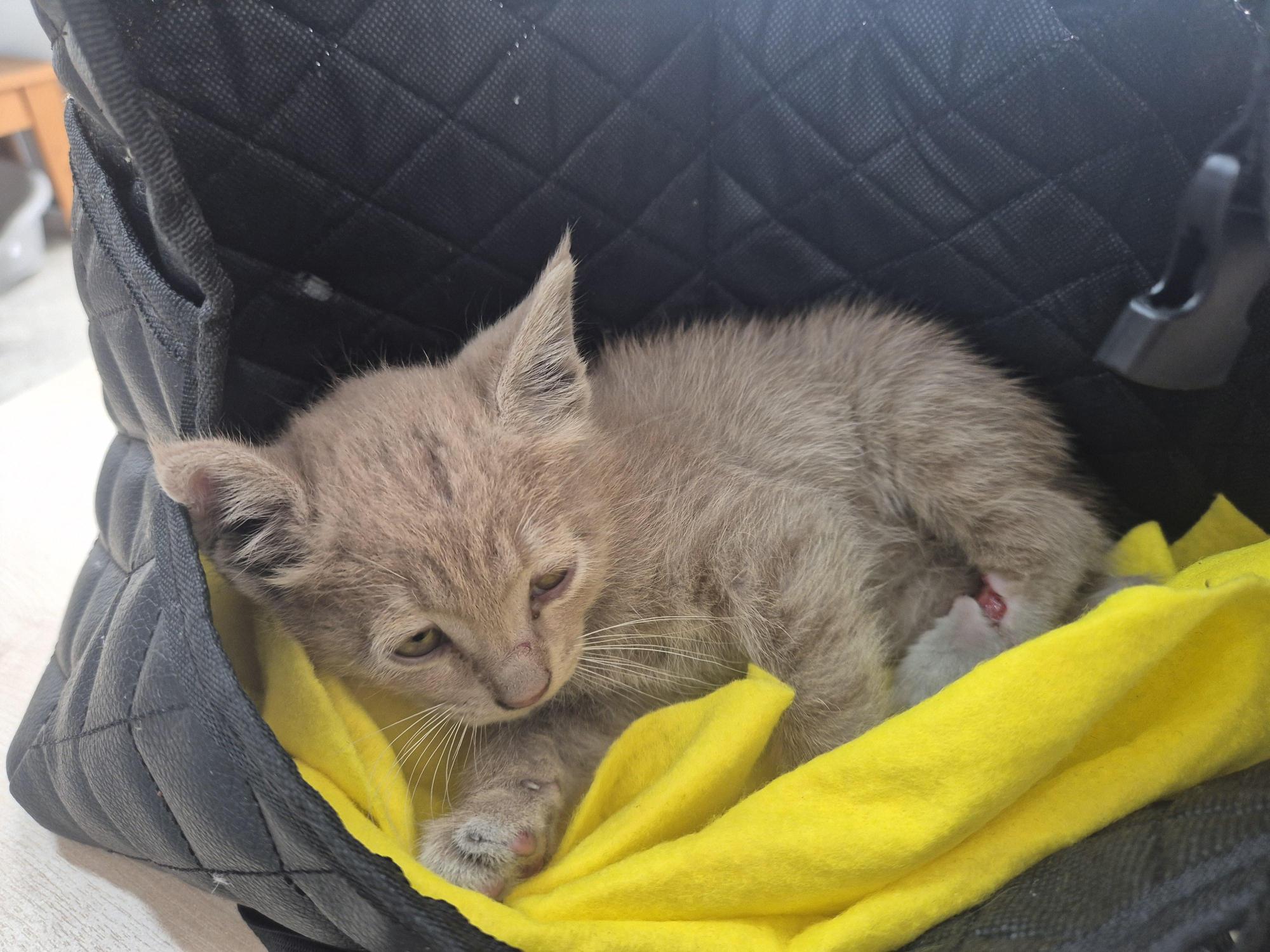 보호중 한국 고양이…