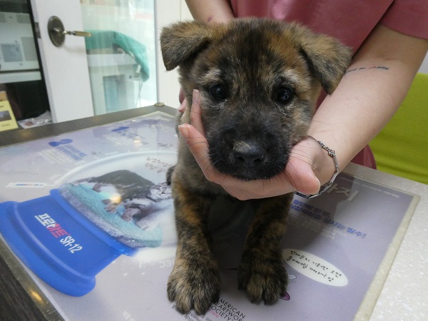 보호중 믹스견의 가…