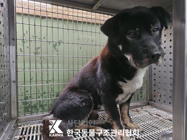 종료(안락사) 믹스…