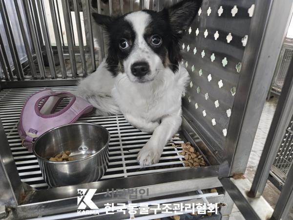 종료(반환) 믹스견…