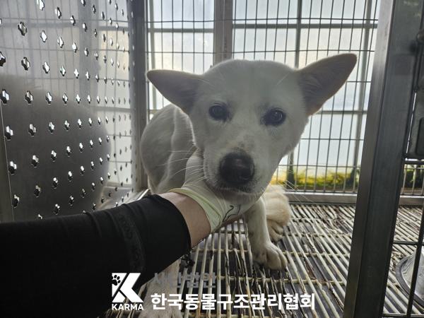 종료(반환) 믹스견…