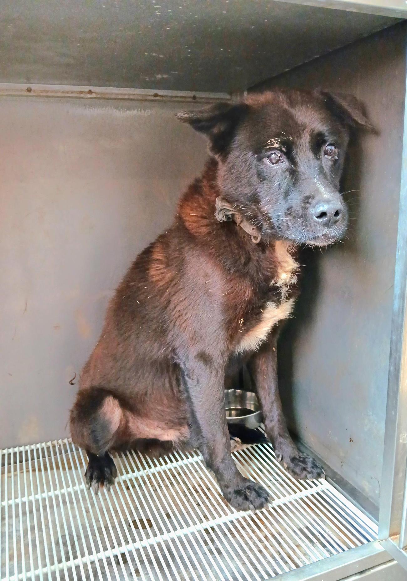 보호중 믹스견의 가…