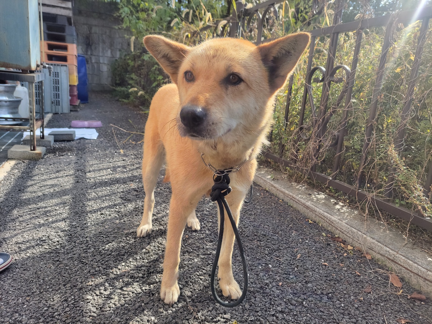 종료(반환) 믹스견…