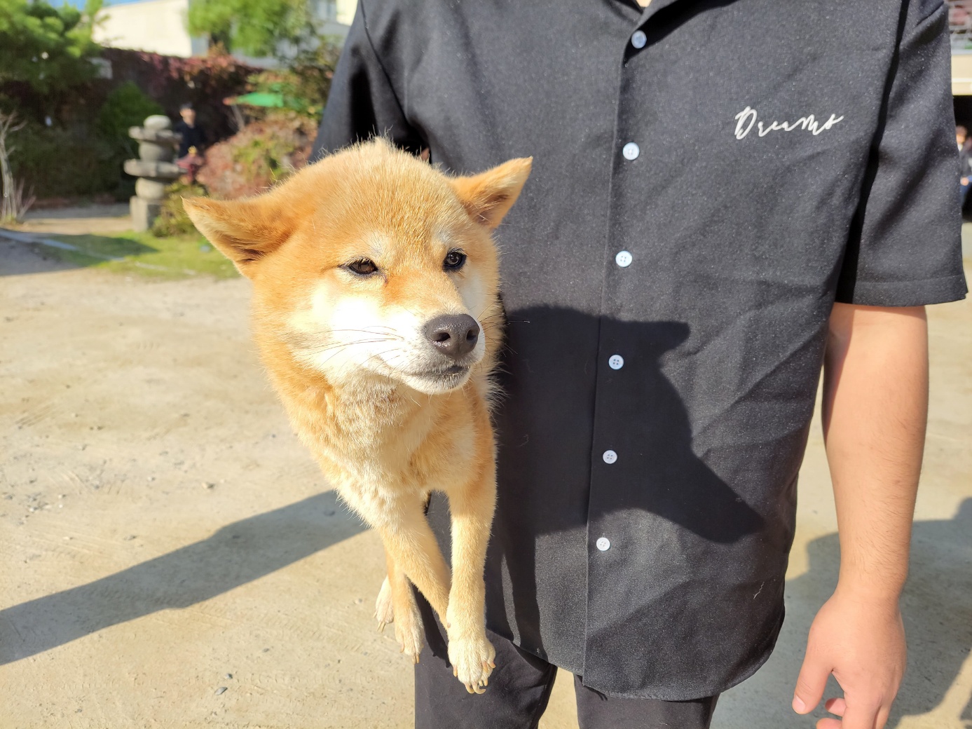 종료(입양) 시바의…