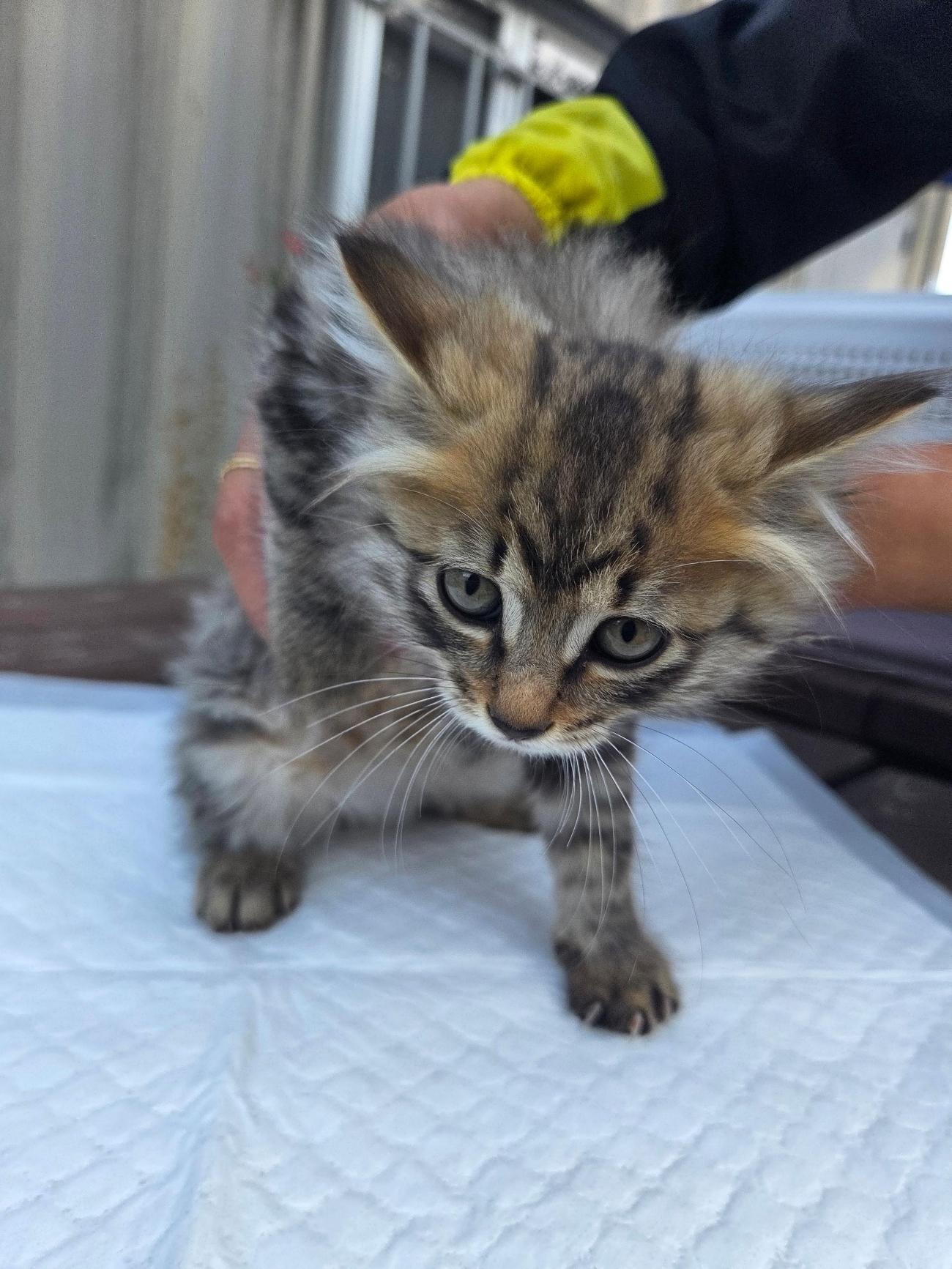 종료(자연사) 한국…